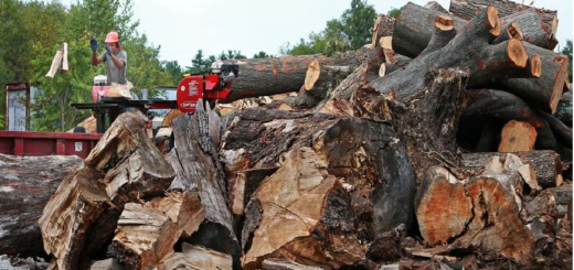 Wholesale Supplier of Locally Sourced Commercial Firewood